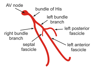 lbb conduction system anatomy